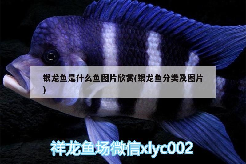 銀龍魚是什么魚圖片欣賞(銀龍魚分類及圖片)