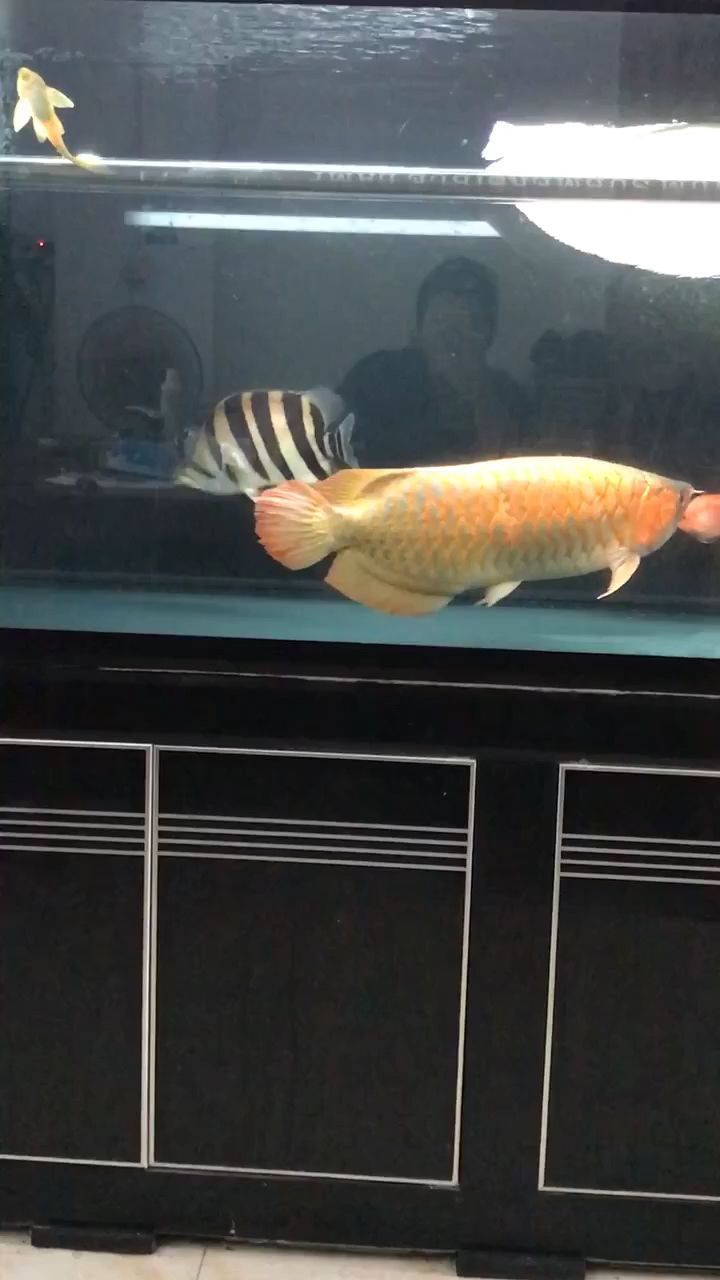 黑魚缸長明虎王 黑魚缸長明虎王 黃金貓魚百科 第4張