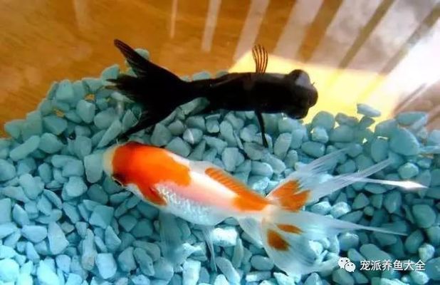 金龍魚常見疾病預(yù)防方法：金龍魚飼料選擇指南,金龍魚適宜水溫調(diào)控方法
