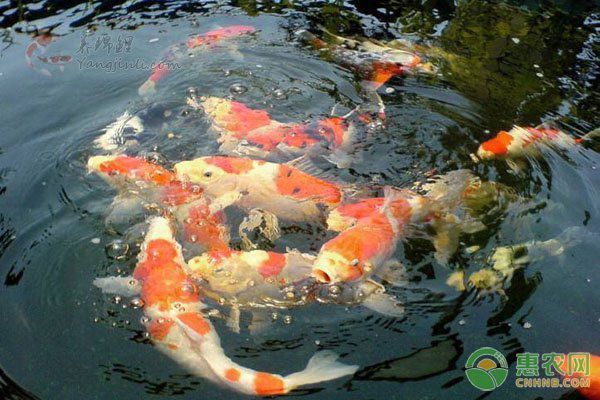 金龍魚常見疾病預防方法：金龍魚飼料選擇指南,金龍魚適宜水溫調控方法