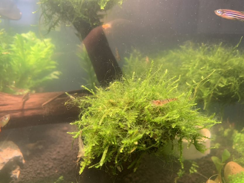 大神們來幫忙看看是什么藻 大神們來幫忙看看是什么藻 黃金貓魚百科 第1張