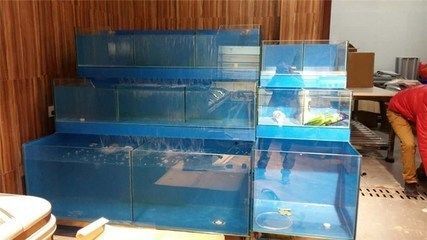 龍魚吧 百度貼吧vs祥龍魚場：祥龍魚場獲得了龍魚吧與祥龍魚場的對比分析