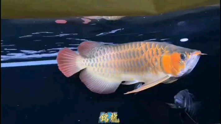 黃山龍魚vs黃山水族批發(fā)市場vs黃山水族館vs黃山魚缸批發(fā)市場vs祥龍魚場：黃山水族批發(fā)市場地址介紹黃山水族批發(fā)市場地址 黃山龍魚vs黃山水族批發(fā)市場vs黃山水族館vs黃山魚缸批發(fā)市場vs祥龍魚場：黃山水族批發(fā)市場地址介紹黃山水族批發(fā)市場地址 祥龍魚場各市分站 第4張