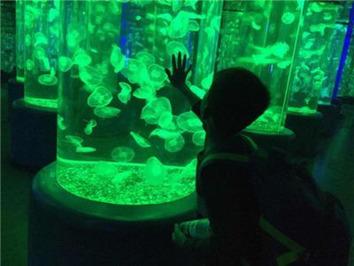 水族館是什么行業（水族館行業市場規模分析） 水族館是什么行業（水族館行業市場規模分析） 水族館百科（水族館加盟） 第6張