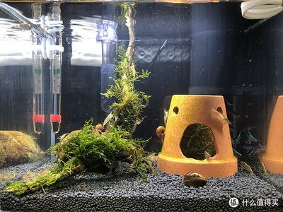 50魚缸能養多少魚：50的魚缸適合養哪些魚？