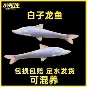 天王紅龍魚鎏金鱗片怎么獲得的：《原神》天王紅龍魚鎏金鱗片的獲取方式