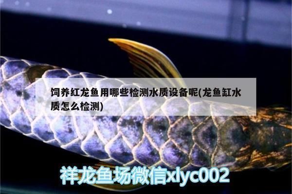 龍魚缸測水質vs祥龍魚場：祥龍魚缸測水質與祥龍魚場的水質檢測方法對比 龍魚缸測水質vs祥龍魚場：祥龍魚缸測水質與祥龍魚場的水質檢測方法對比 vs祥龍魚場 第2張