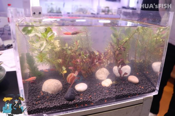 魚缸水發(fā)白怎么辦小妙招，如何快速改善魚缸水質(zhì)