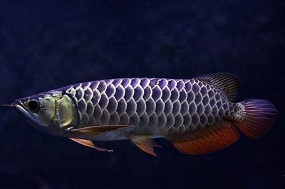 什么叫過背金龍魚：如何挑選高品質過背金龍魚 什么叫過背金龍魚：如何挑選高品質過背金龍魚 金龍魚百科 第2張