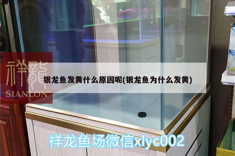 銀龍魚發黃什么原因呢(銀龍魚為什么發黃)