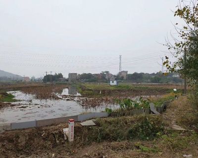 龍魚的養殖技術與方法vs祥龍魚場：龍魚養殖技術與方法