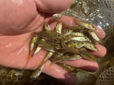 龍魚的養殖技術與方法vs祥龍魚場：龍魚養殖技術與方法