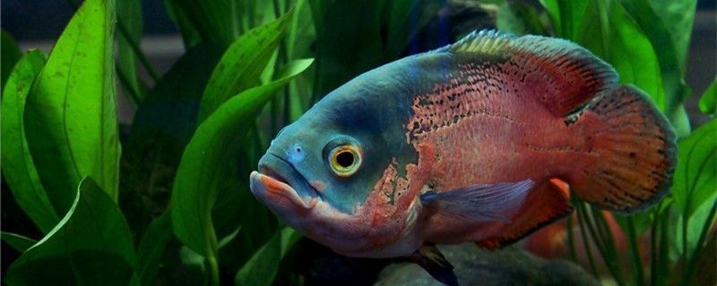 麗江龍魚vs麗江水族批發市場vs麗江水族館vs麗江魚缸批發市場vs祥龍魚場：麗江水族批發市場