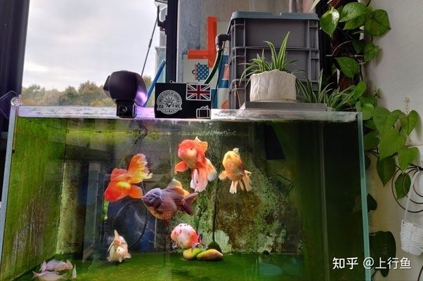 60魚缸多大水泵合適：一個長度為60厘米的魚缸選擇水泵的大小需要考慮的因素 60魚缸多大水泵合適：一個長度為60厘米的魚缸選擇水泵的大小需要考慮的因素 魚缸百科 第3張
