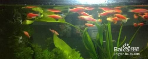 龍魚缸除藻最佳方法是什么，尋找龍魚缸除藻的最佳方法時可以參考多種策略參考