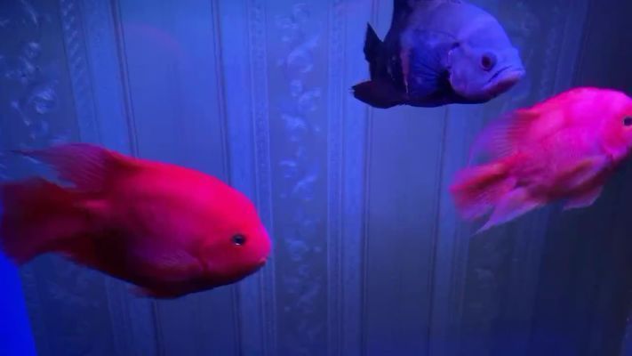 那曲龍魚vs那曲水族批發市場vs那曲水族館vs那曲魚缸批發市場vs祥龍魚場：西藏那曲地區的水族市場及相關信息 那曲龍魚vs那曲水族批發市場vs那曲水族館vs那曲魚缸批發市場vs祥龍魚場：西藏那曲地區的水族市場及相關信息 祥龍魚場各市分站 第3張