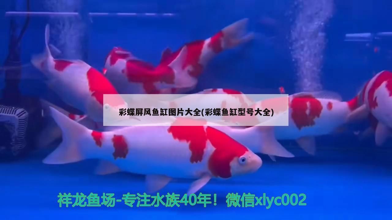 彩蝶屏風魚缸圖片大全(彩蝶魚缸型號大全)