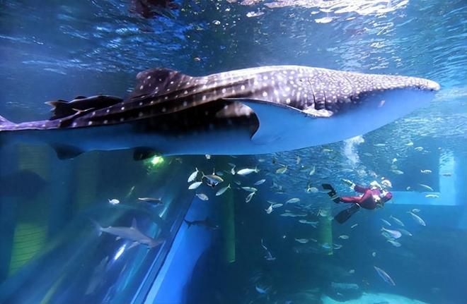 投資水族館需要多少錢一個月（開一個水族館需要多少費用）
