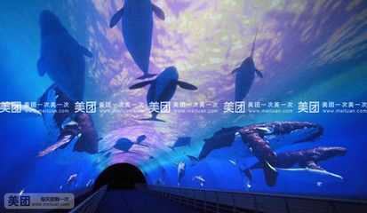 水族館哪里有：亞特蘭大水族館 水族館哪里有：亞特蘭大水族館 水族館百科（水族館加盟） 第5張