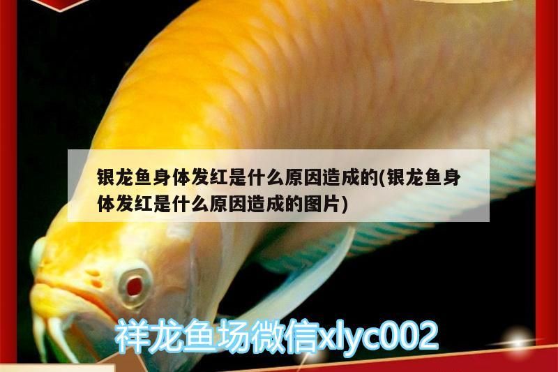 百度百科-六角龍魚是深水還是淺水，養六角龍魚的要求，六角恐龍魚是深水好還是淺水好 百度百科-六角龍魚是深水還是淺水，養六角龍魚的要求，六角恐龍魚是深水好還是淺水好 觀賞魚百科 第1張