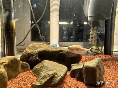 25厘米的魚缸可以養幾條斑馬：6-10條斑馬魚適合養殖更多的斑馬魚
