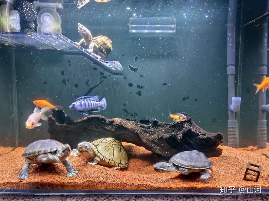 25厘米的魚(yú)缸可以養(yǎng)幾條斑馬：6-10條斑馬魚(yú)適合養(yǎng)殖更多的斑馬魚(yú)