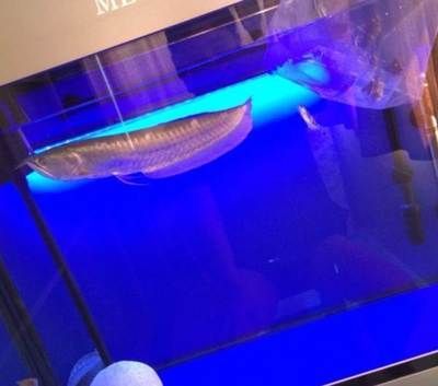 寧波龍魚vs寧波水族批發(fā)市場vs寧波水族館vs寧波魚缸批發(fā)市場vs祥龍魚場：寧波地區(qū)龍魚市場的競爭狀況和發(fā)展趨勢