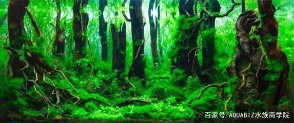 寧波龍魚vs寧波水族批發(fā)市場vs寧波水族館vs寧波魚缸批發(fā)市場vs祥龍魚場：寧波地區(qū)龍魚市場的競爭狀況和發(fā)展趨勢 寧波龍魚vs寧波水族批發(fā)市場vs寧波水族館vs寧波魚缸批發(fā)市場vs祥龍魚場：寧波地區(qū)龍魚市場的競爭狀況和發(fā)展趨勢 祥龍魚場各市分站 第4張