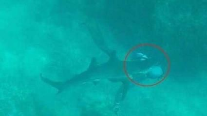 鯊魚攻擊行為解析，鯊魚攻擊人類的行為通常是由于誤解或錯誤識別造成的