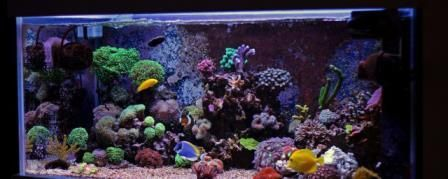 9條魚需要多大的魚缸：21篇養(yǎng)9條魚的魚缸尺寸養(yǎng)9條魚的魚缸尺寸養(yǎng)9條魚的魚缸規(guī)格 9條魚需要多大的魚缸：21篇養(yǎng)9條魚的魚缸尺寸養(yǎng)9條魚的魚缸尺寸養(yǎng)9條魚的魚缸規(guī)格 魚缸百科 第4張