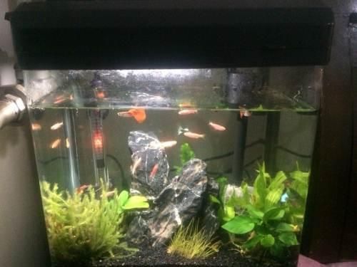 50cm的魚缸養多少條孔雀魚：一個50厘米的魚缸可以養多大的孔雀魚？