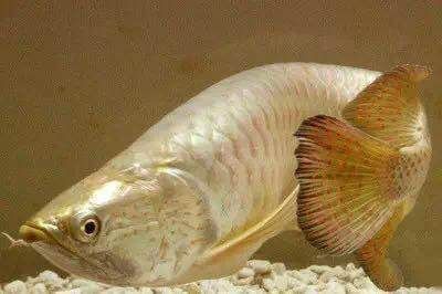 龍魚吃什么長得快vs祥龍魚場：祥龍魚場龍魚快速生長秘訣祥龍魚場龍魚快速生長秘訣
