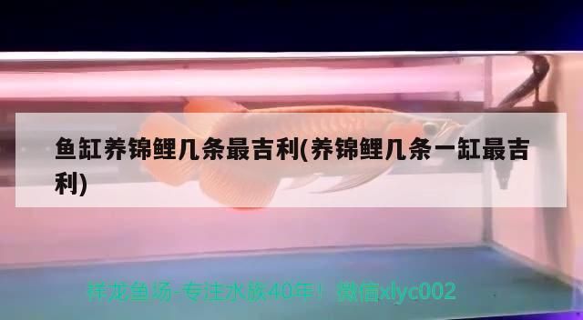 魚缸養錦鯉幾條最吉利(養錦鯉幾條一缸最吉利)