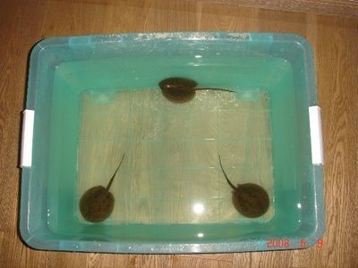 魟魚喂食器：如何選擇魟魚喂食器 魟魚喂食器：如何選擇魟魚喂食器 魟魚百科 第4張