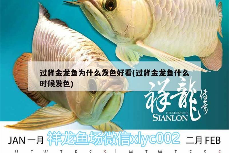 過背金龍魚為什么發色好看(過背金龍魚什么時候發色)