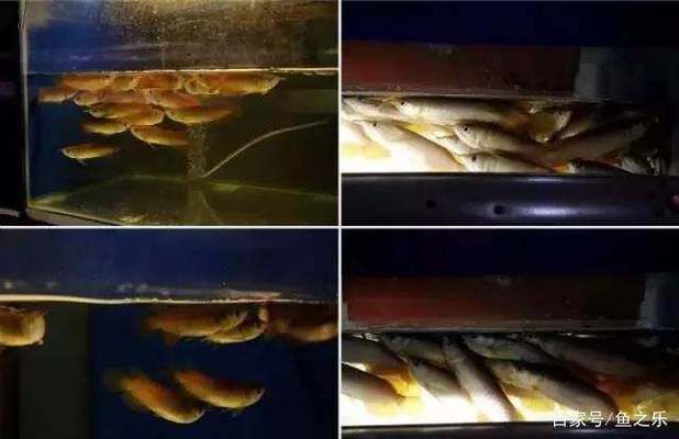 紅龍魚的顏色有哪些種類：紅龍魚的顏色種類