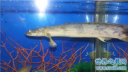 水族館專家推薦幼魚飼料（水族館專家推薦使用幼魚專用飼料）