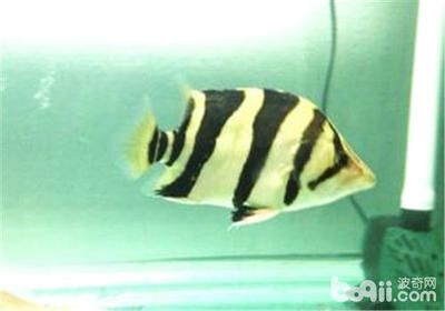 虎魚突然蒙眼了：虎魚蒙眼可能由多種因素引起，