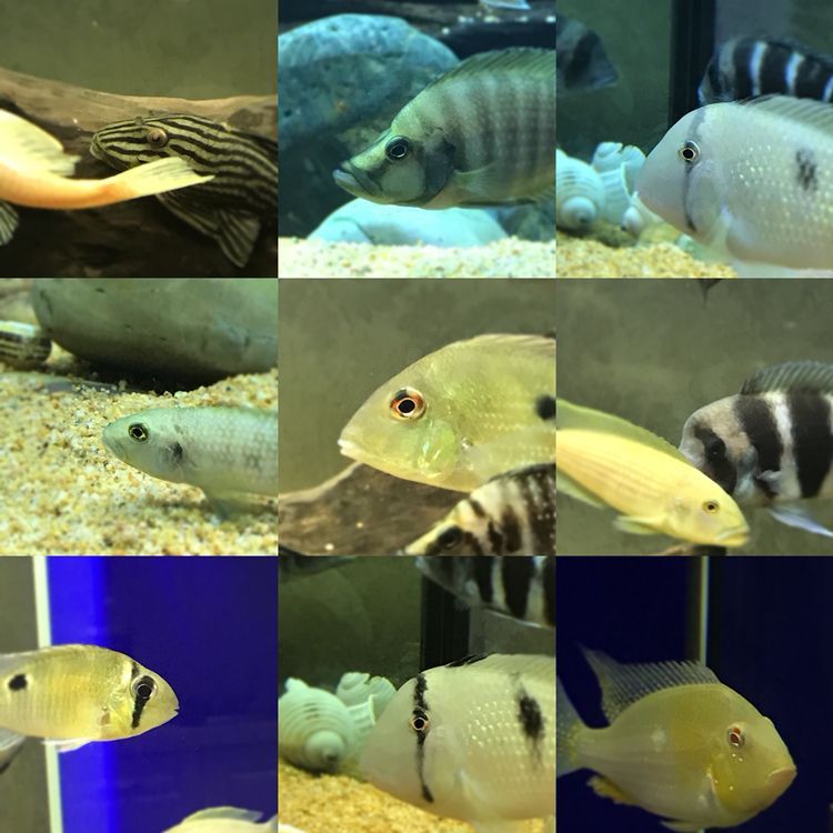 魚(yú)眼看天下