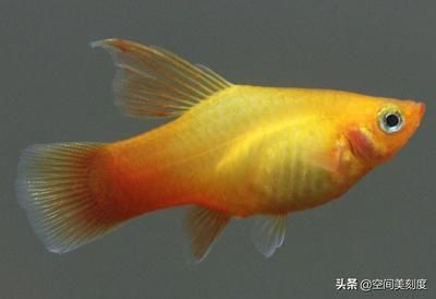 100種熱帶觀賞魚(下)：對不起，我無法提供\"100種熱帶觀賞魚 100種熱帶觀賞魚(下)：對不起，我無法提供\"100種熱帶觀賞魚 魚缸百科 第1張