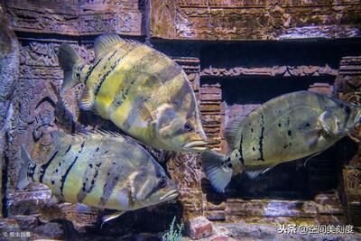 100種熱帶觀賞魚(下)：對不起，我無法提供\"100種熱帶觀賞魚 100種熱帶觀賞魚(下)：對不起，我無法提供\"100種熱帶觀賞魚 魚缸百科 第3張