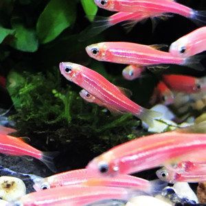 100種熱帶觀賞魚(下)：對不起，我無法提供\"100種熱帶觀賞魚 100種熱帶觀賞魚(下)：對不起，我無法提供\"100種熱帶觀賞魚 魚缸百科 第4張