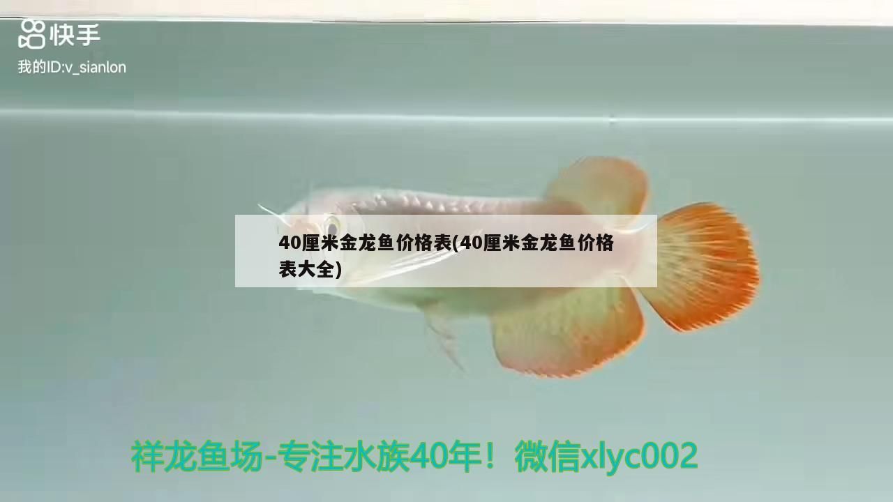 40厘米金龍魚價(jià)格表(40厘米金龍魚價(jià)格表大全)