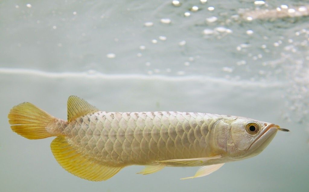 紅尾過背金龍魚圖片：紅尾金龍魚與過背金龍魚的區(qū)別