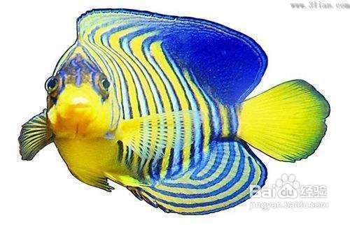 杭州進口元寶鳳凰魚：杭州進口元寶鳳凰魚怎么樣