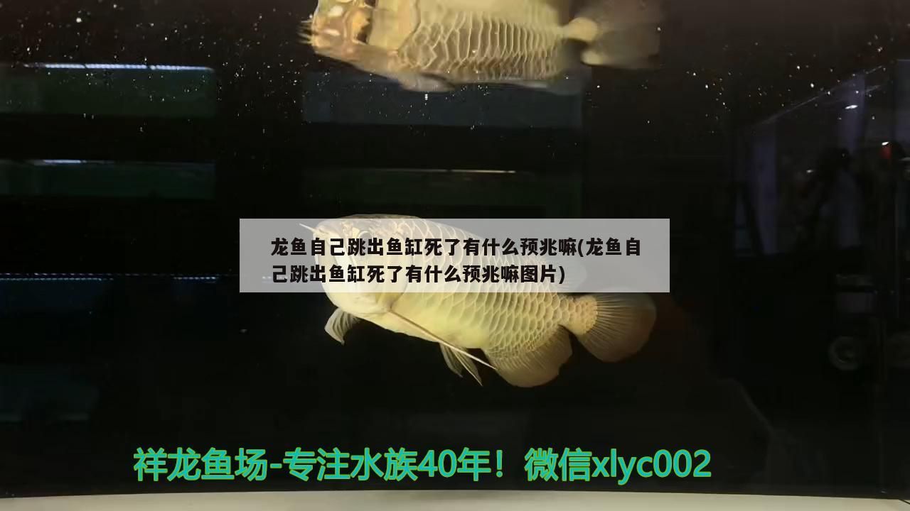 呂梁水族批發(fā)市場在哪里啊（ 呂梁水族批發(fā)市場在哪里啊多少錢）
