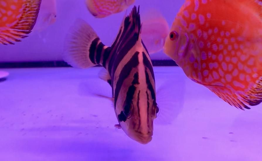 小虎魚身上有白斑 小虎魚身上有白斑 虎魚百科 第4張