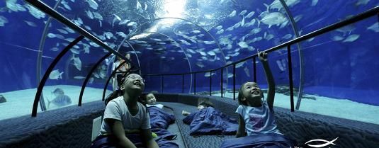 水族館作文500字以上怎么寫：如何寫好水族館作文