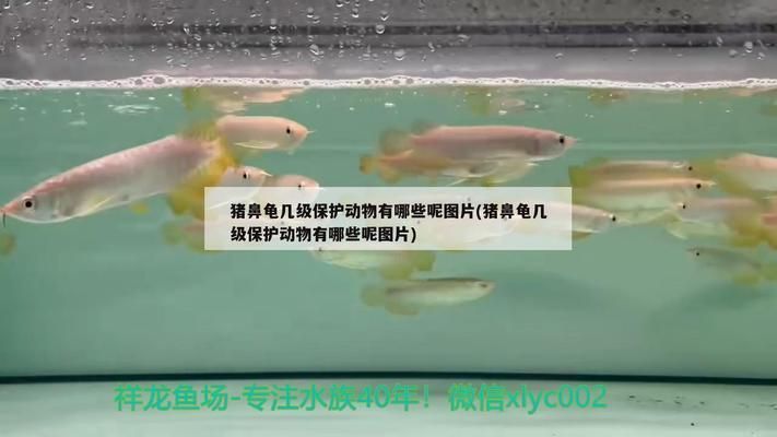 豬鼻龜保護級別是什么：豬鼻龜國際貿易現狀如何辨別豬鼻龜是幾級保護動物