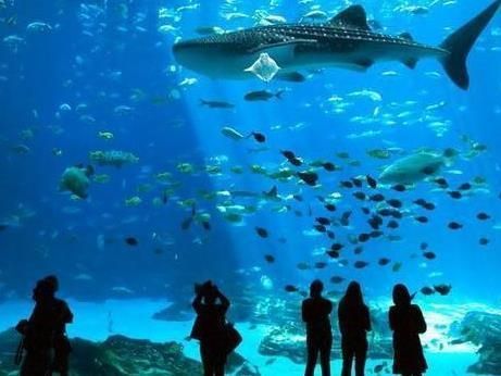水族館加盟代理：關于水族館加盟代理的一些關鍵信息